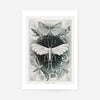 Moths Black & White Illustration Gothic Print