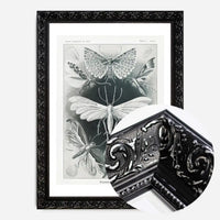 Moths Black & White Illustration Gothic Print