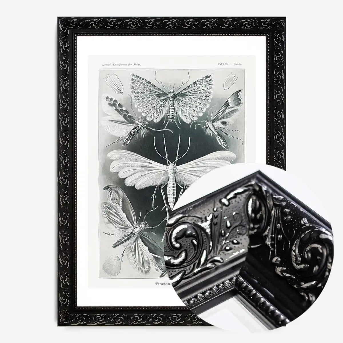 Moths Black & White Illustration Gothic Print