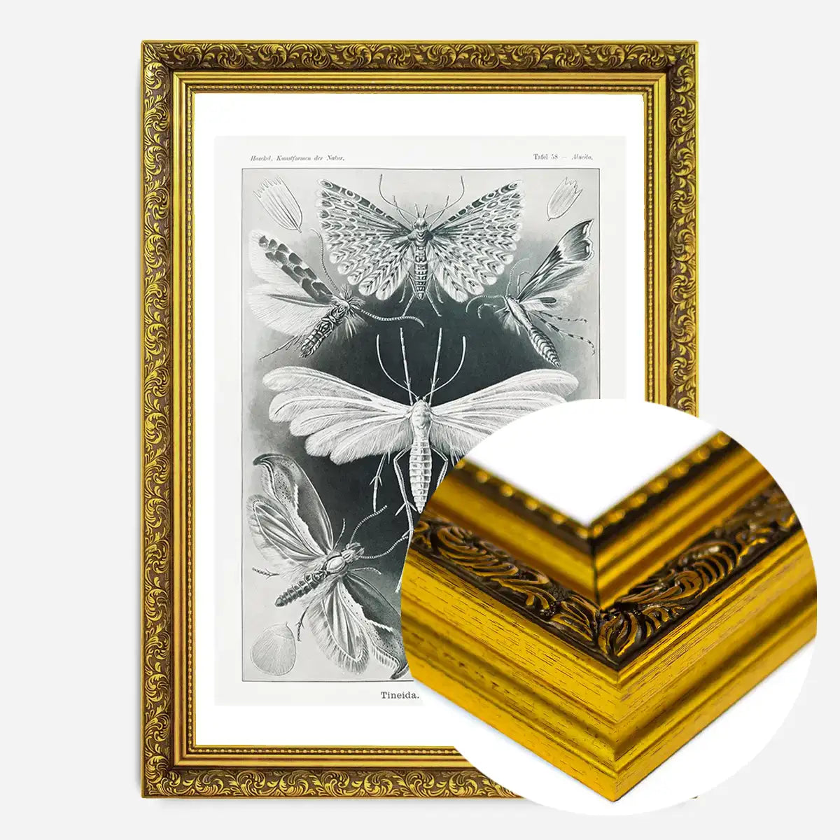 Moths Black & White Illustration Gothic Print