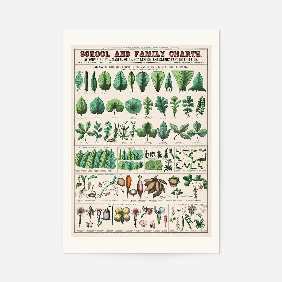 School and Family Charts - Leaves Stems Roots Flowers Diagram Print