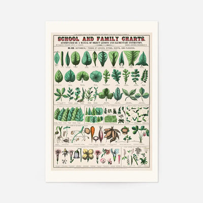 School and Family Charts - Leaves Stems Roots Flowers Diagram Print