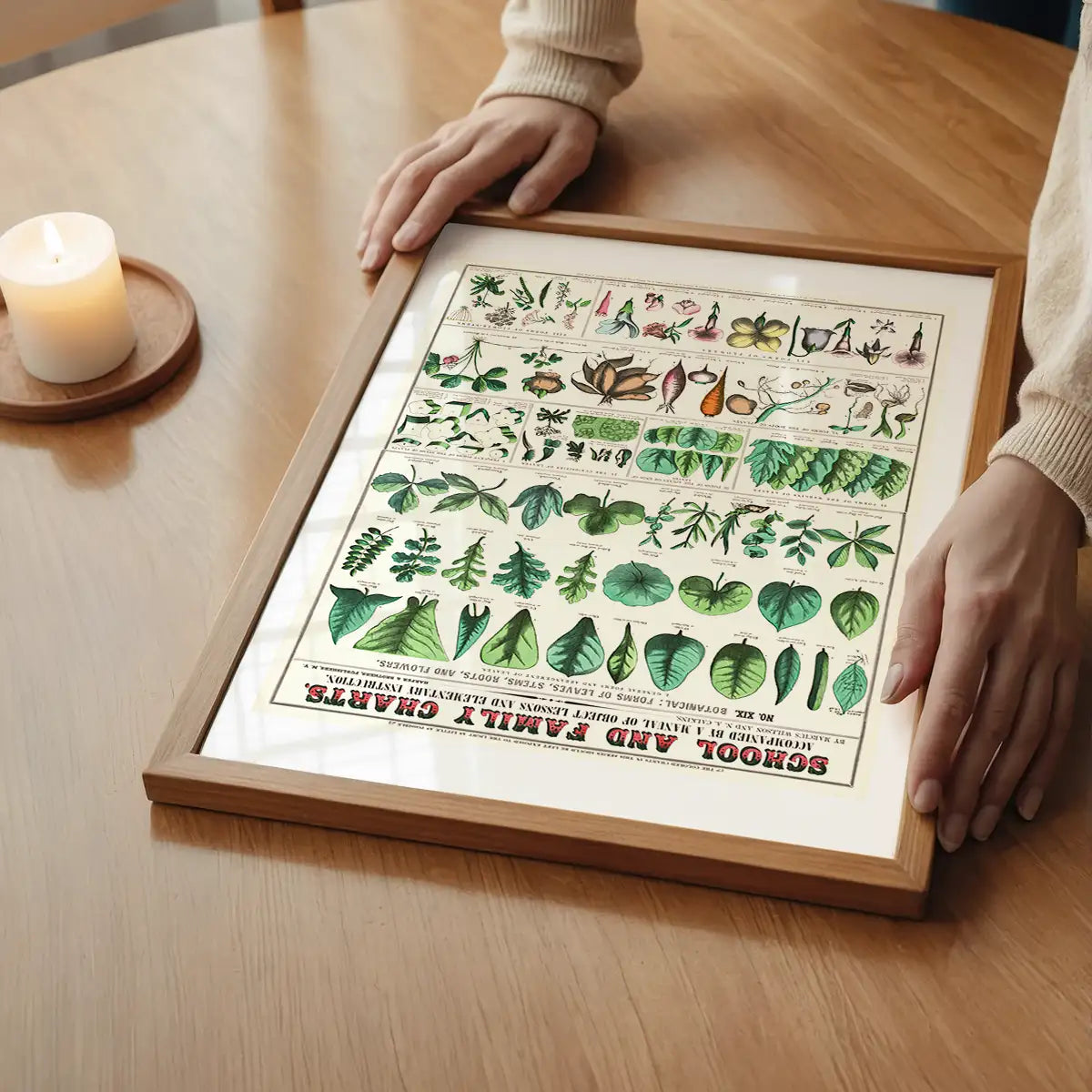 School and Family Charts - Leaves Stems Roots Flowers Diagram Print