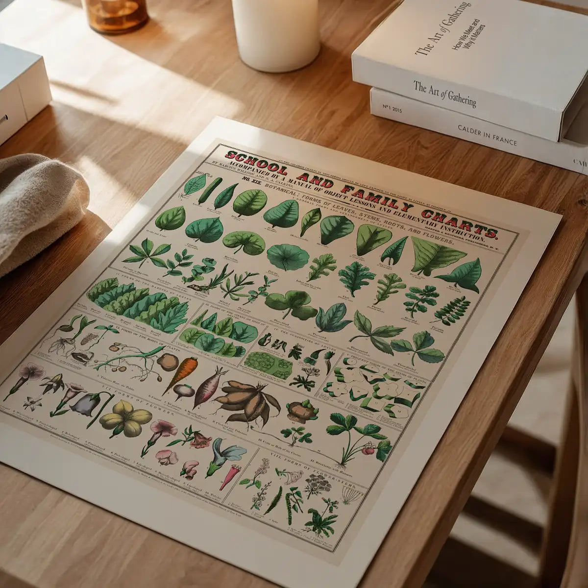 School and Family Charts - Leaves Stems Roots Flowers Diagram Print
