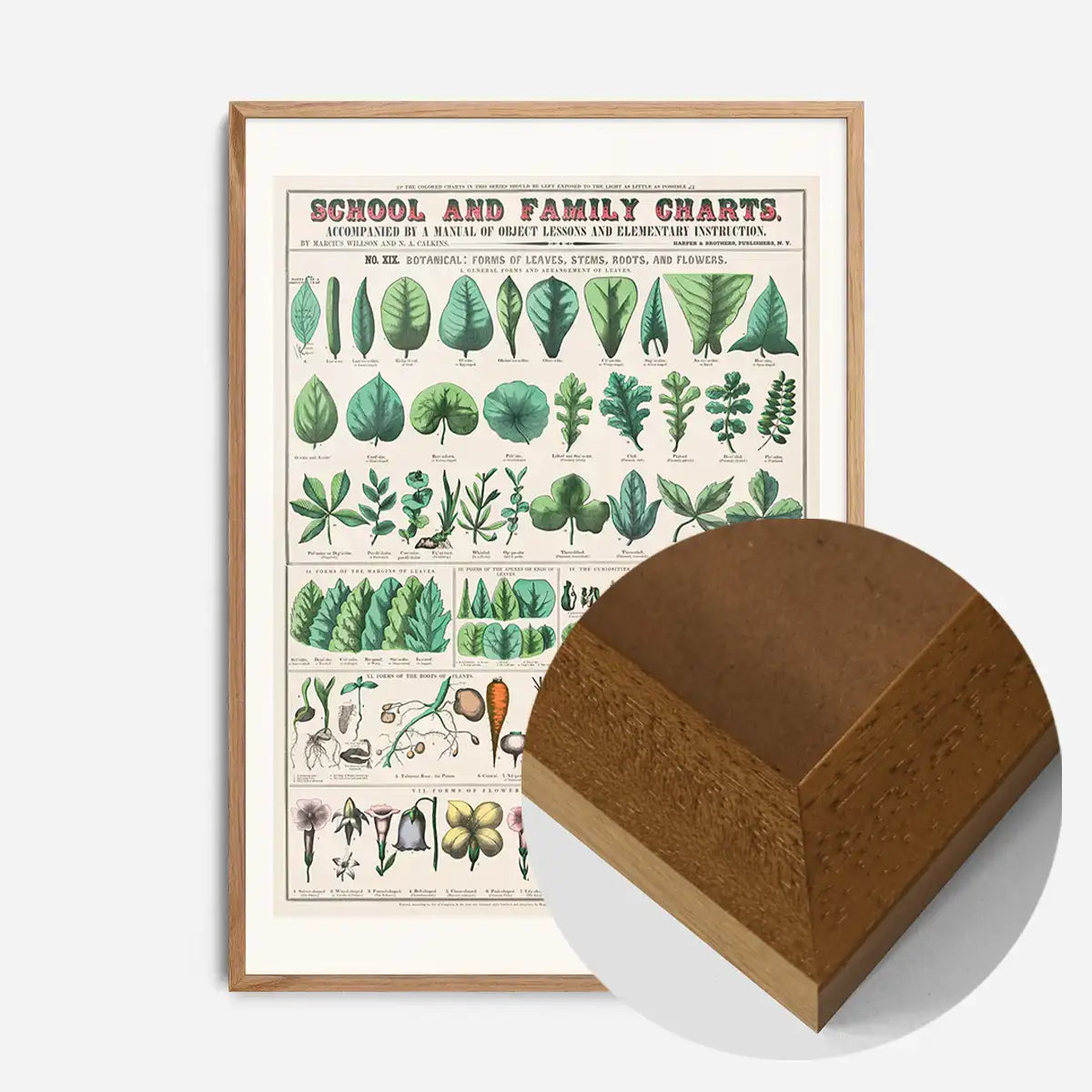 School and Family Charts - Leaves Stems Roots Flowers Diagram Print