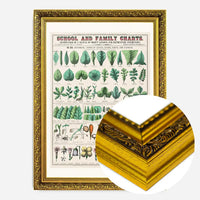 School and Family Charts - Leaves Stems Roots Flowers Diagram Print