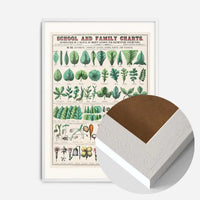 School and Family Charts - Leaves Stems Roots Flowers Diagram Print