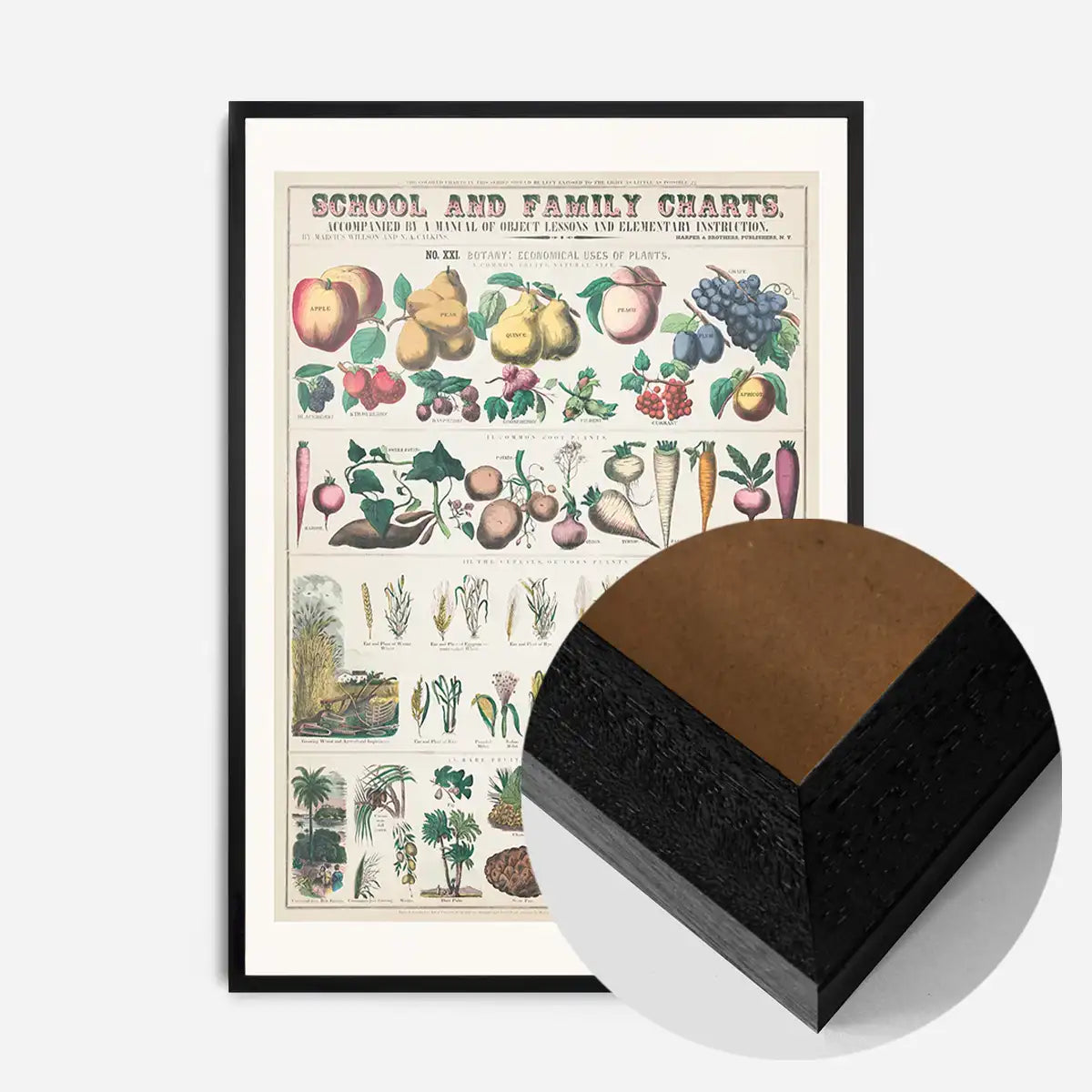 School and Family Charts - Uses of Plants 2 Botanical Print
