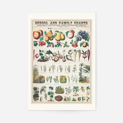 School and Family Charts - Uses of Plants 2 Botanical Print