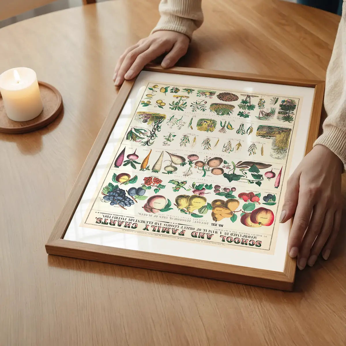 School and Family Charts - Uses of Plants 2 Botanical Print