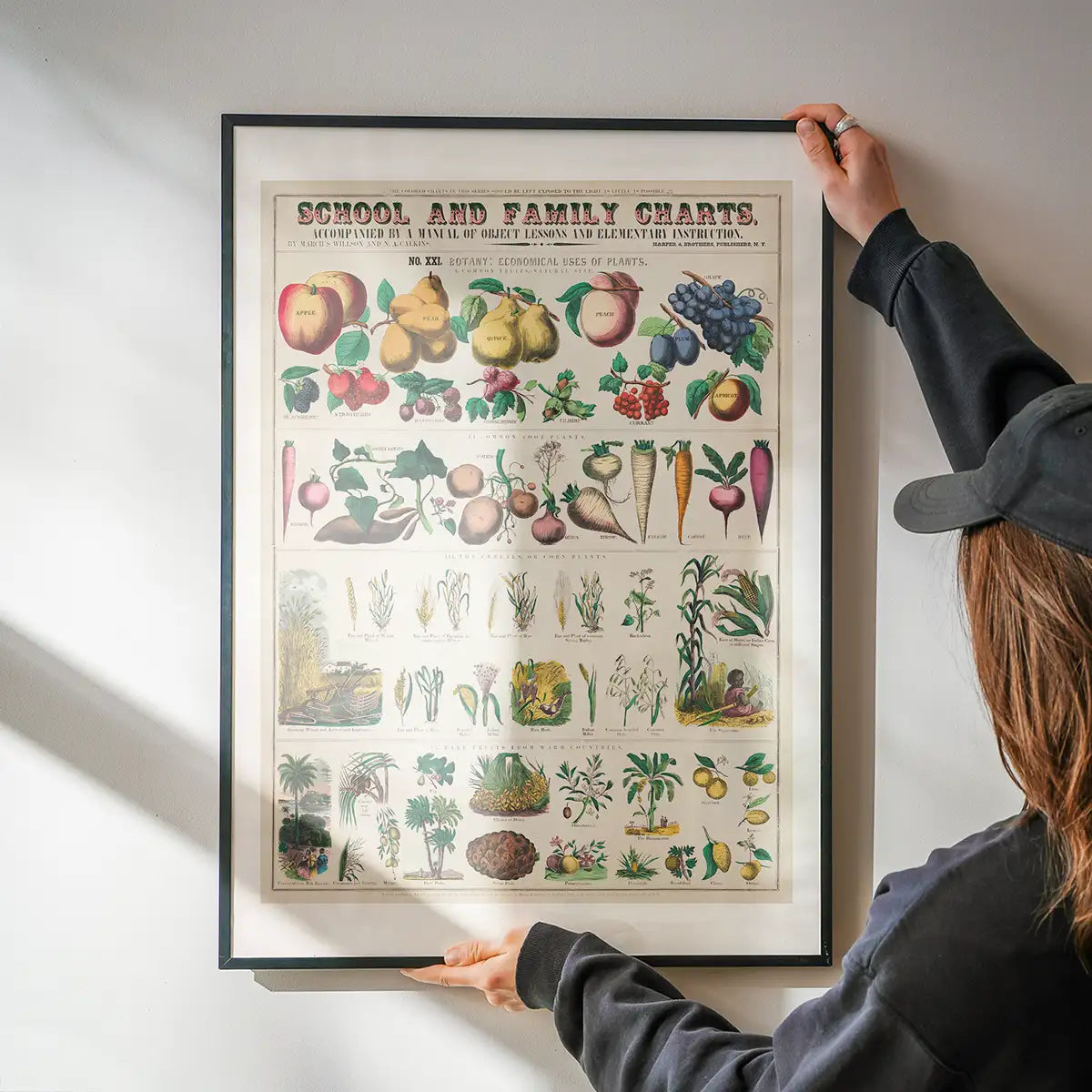 School and Family Charts - Uses of Plants 2 Botanical Print