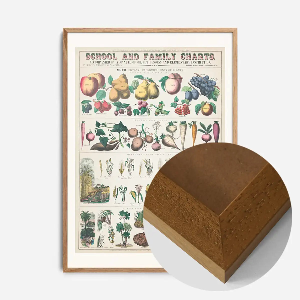 School and Family Charts - Uses of Plants 2 Botanical Print