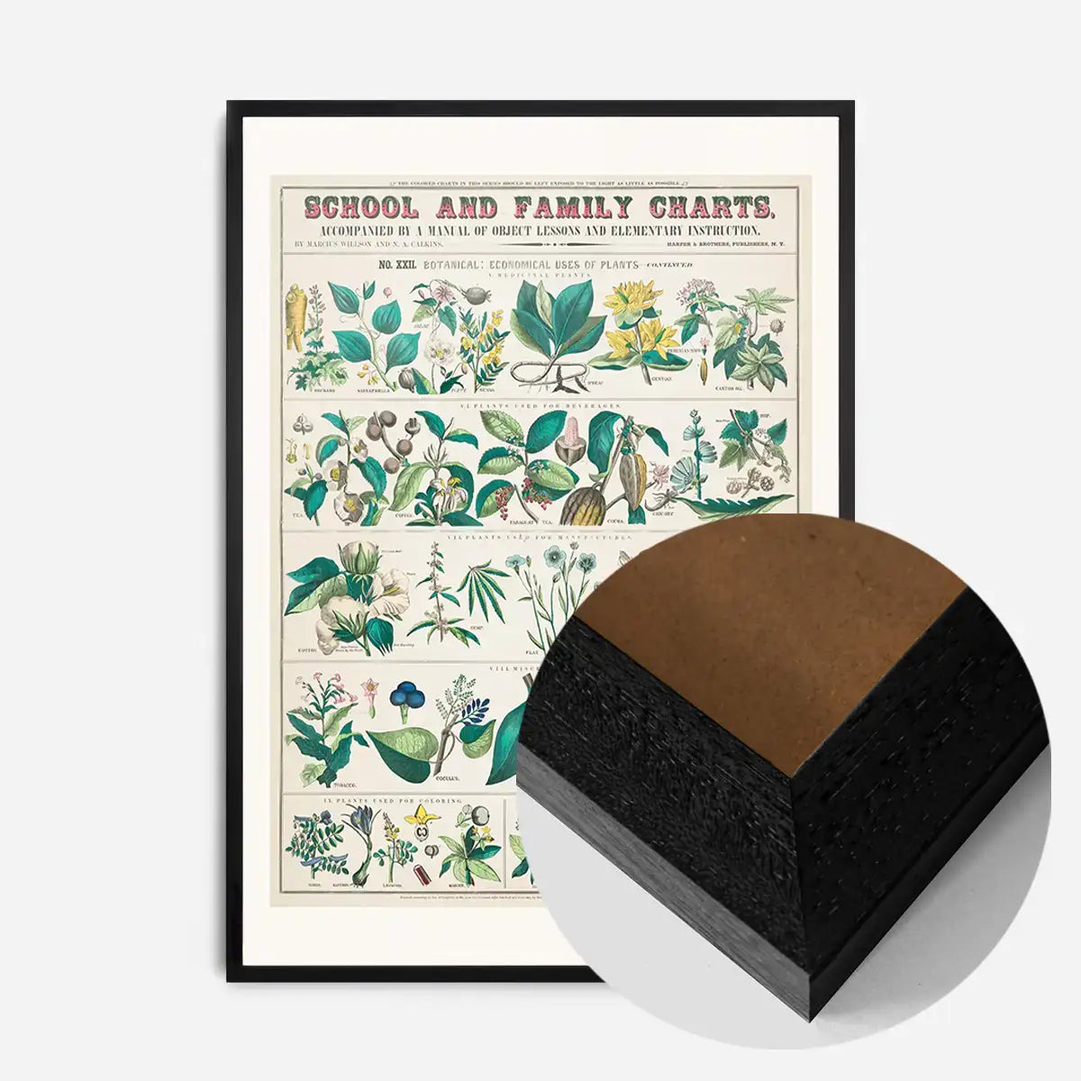 School and Family Charts - Uses of Plants Botanical Print