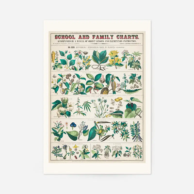 School and Family Charts - Uses of Plants Botanical Print