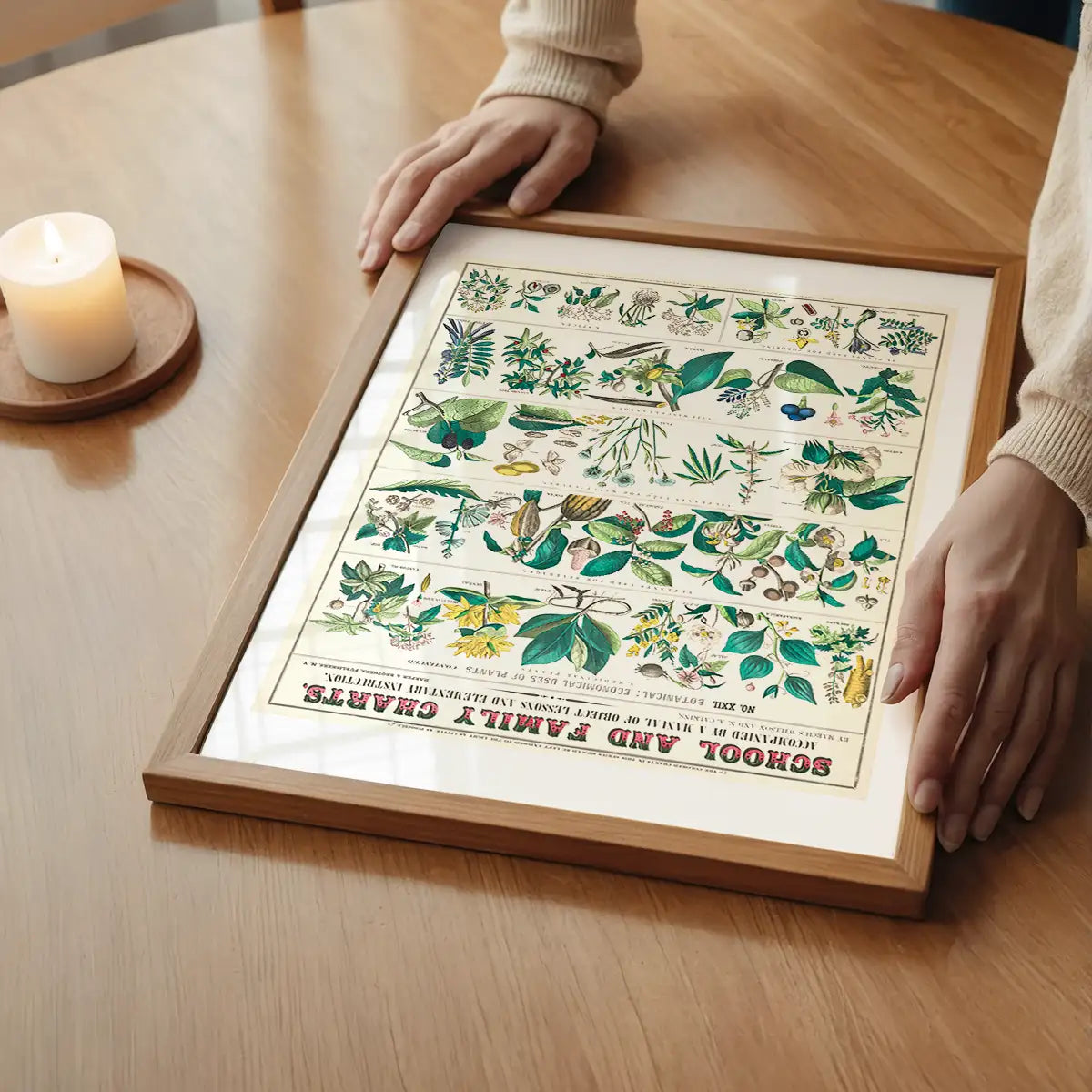 School and Family Charts - Uses of Plants Botanical Print