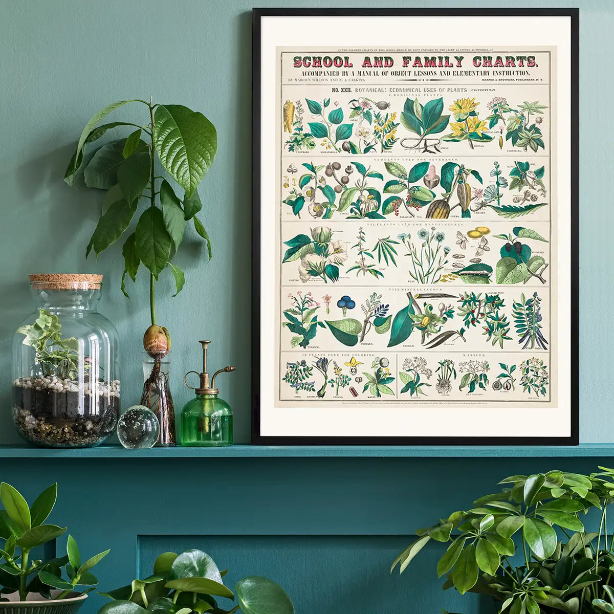 School and Family Charts - Uses of Plants Botanical Print