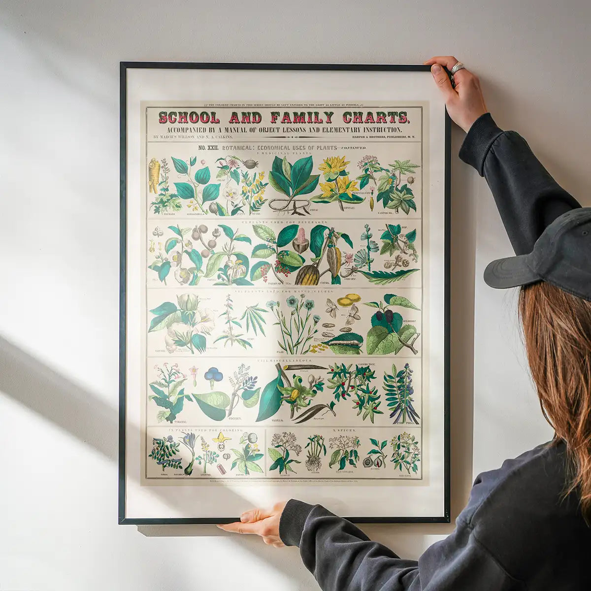 School and Family Charts - Uses of Plants Botanical Print