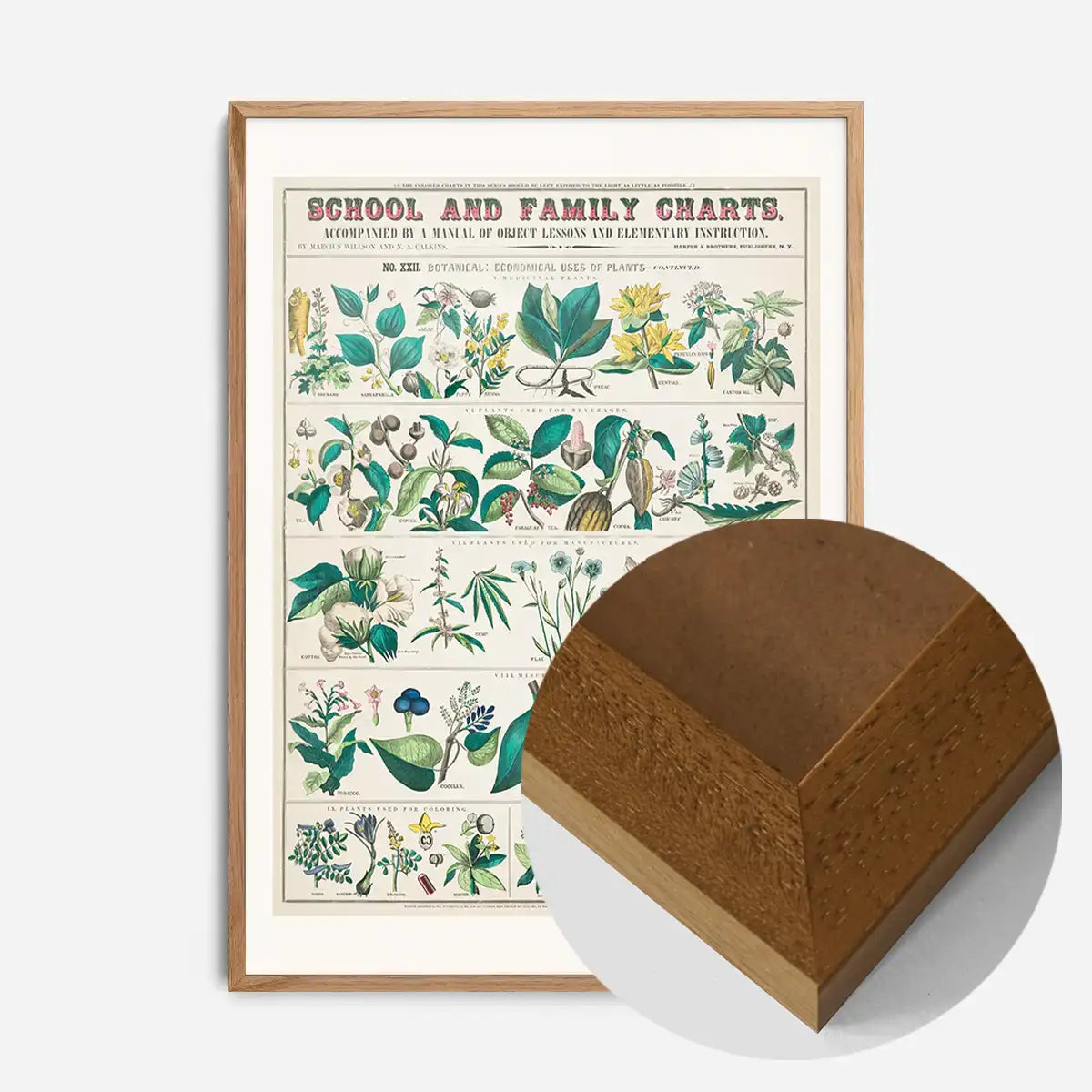 School and Family Charts - Uses of Plants Botanical Print