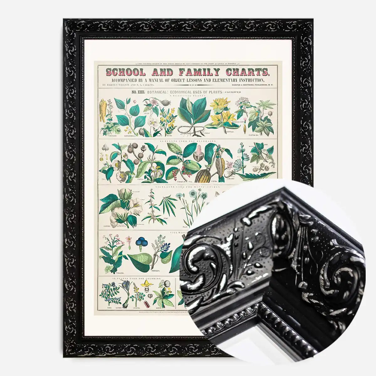 School and Family Charts - Uses of Plants Botanical Print