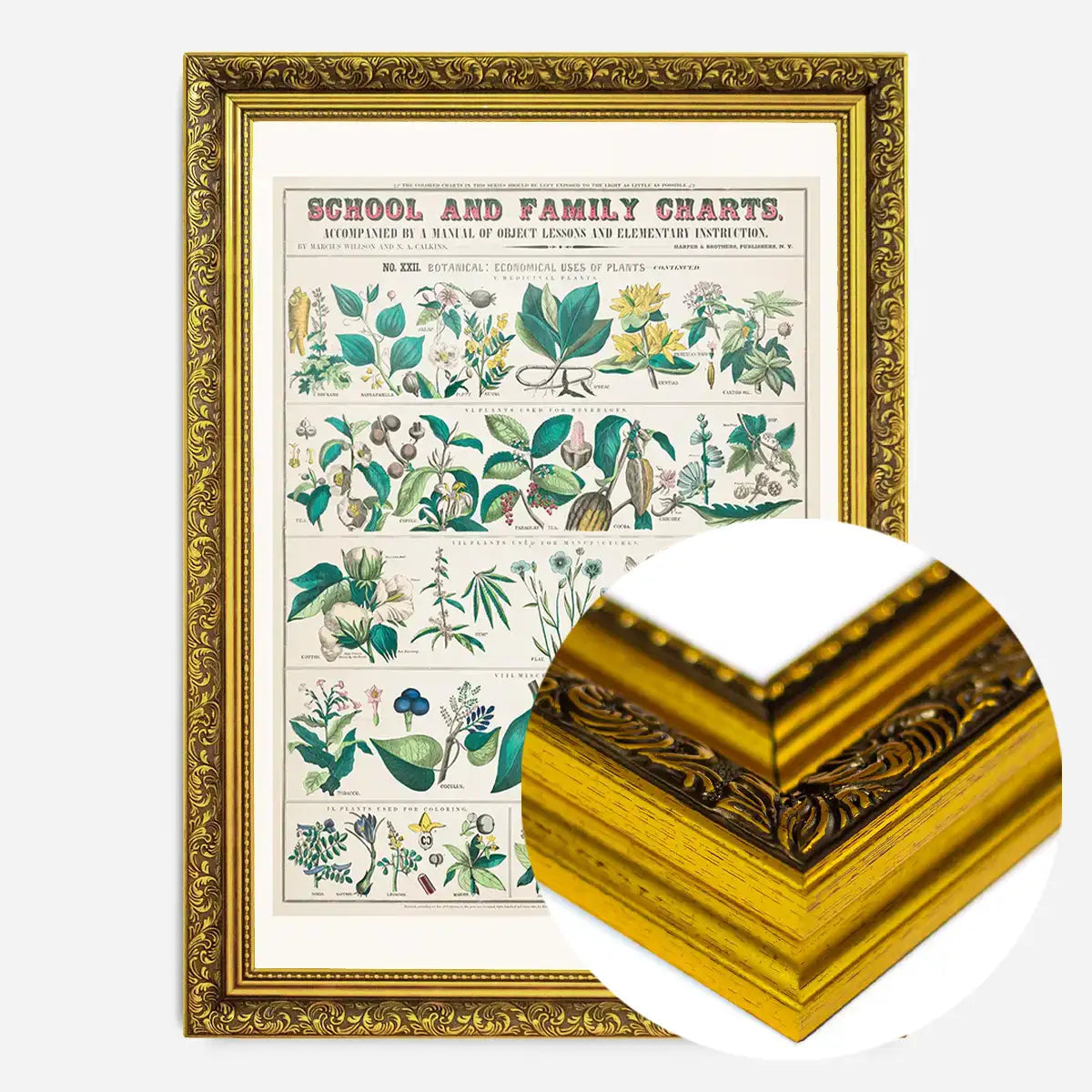 School and Family Charts - Uses of Plants Botanical Print