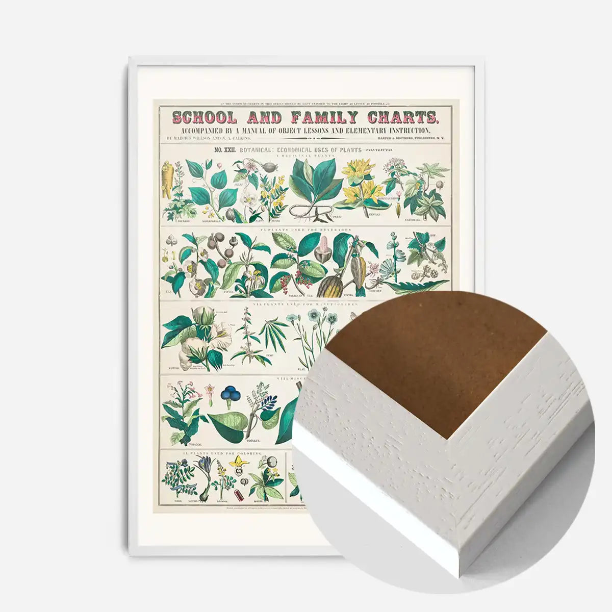 School and Family Charts - Uses of Plants Botanical Print