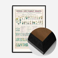 School and Family Charts - Classification of Plants Botanical Chart