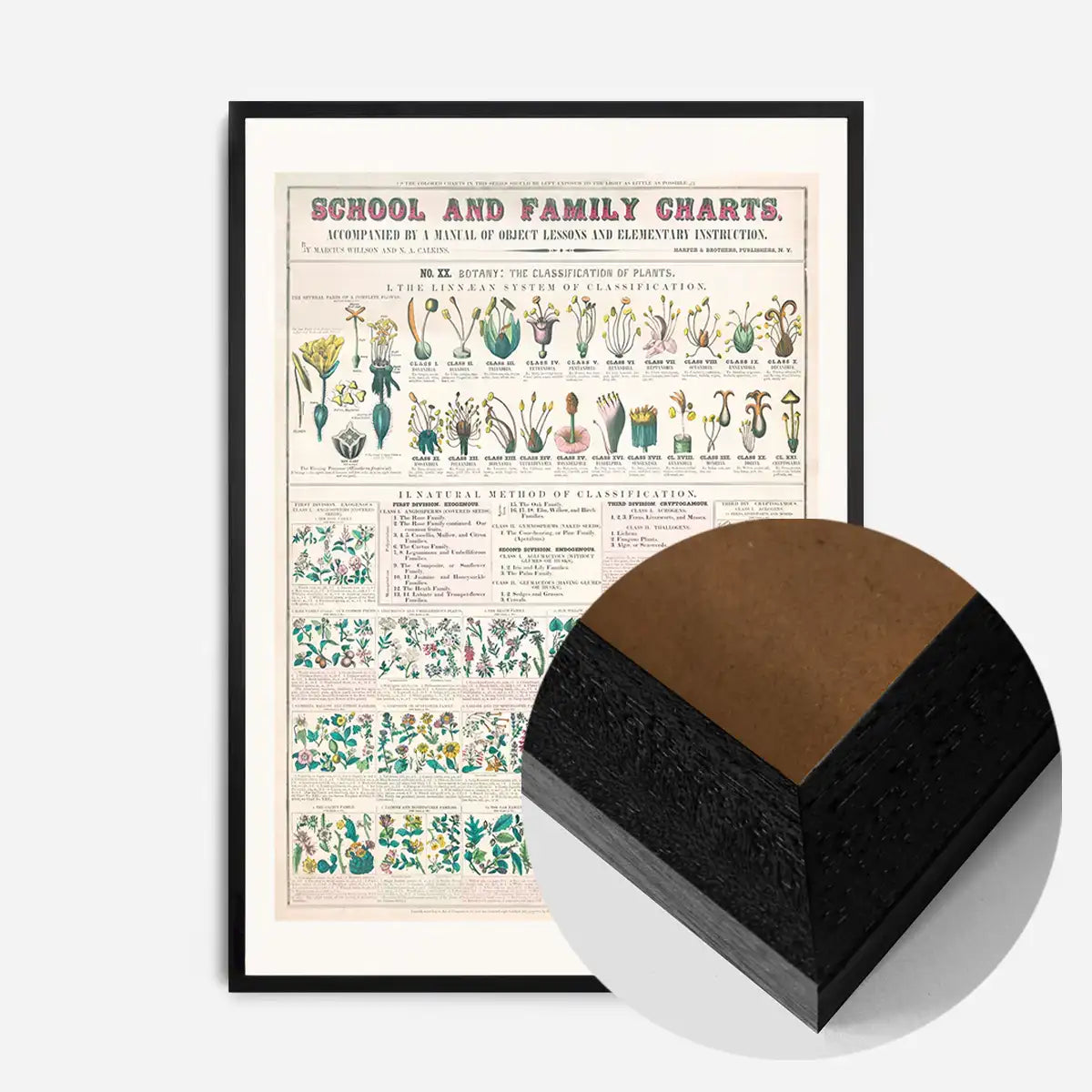 School and Family Charts - Classification of Plants Botanical Chart