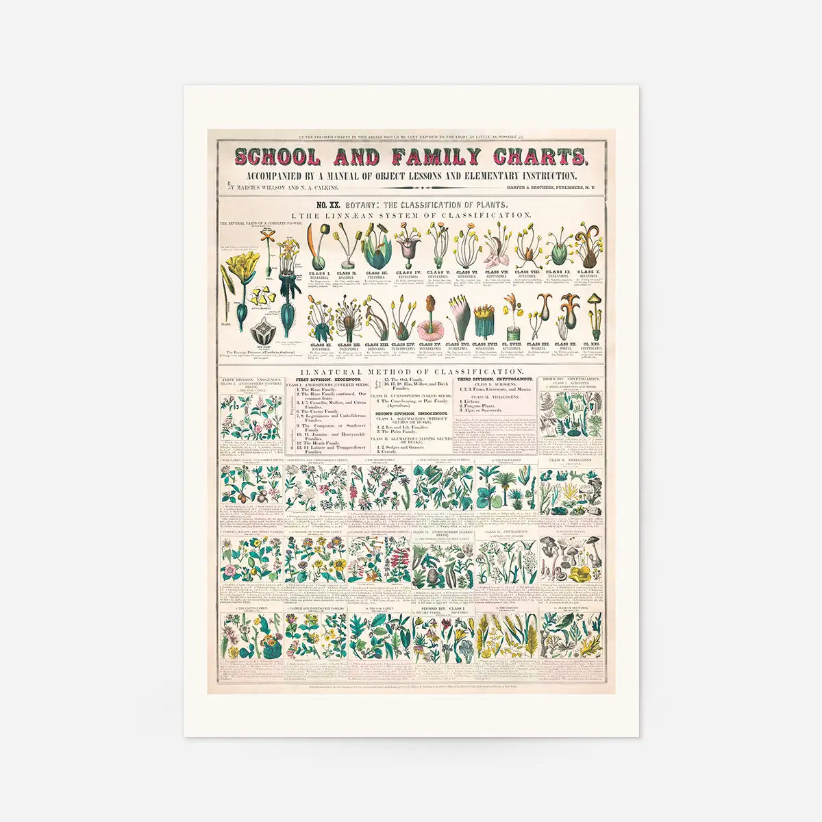 School and Family Charts - Classification of Plants Botanical Chart