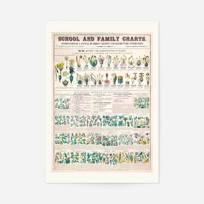 School and Family Charts - Classification of Plants Botanical Chart