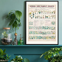 School and Family Charts - Classification of Plants Botanical Chart