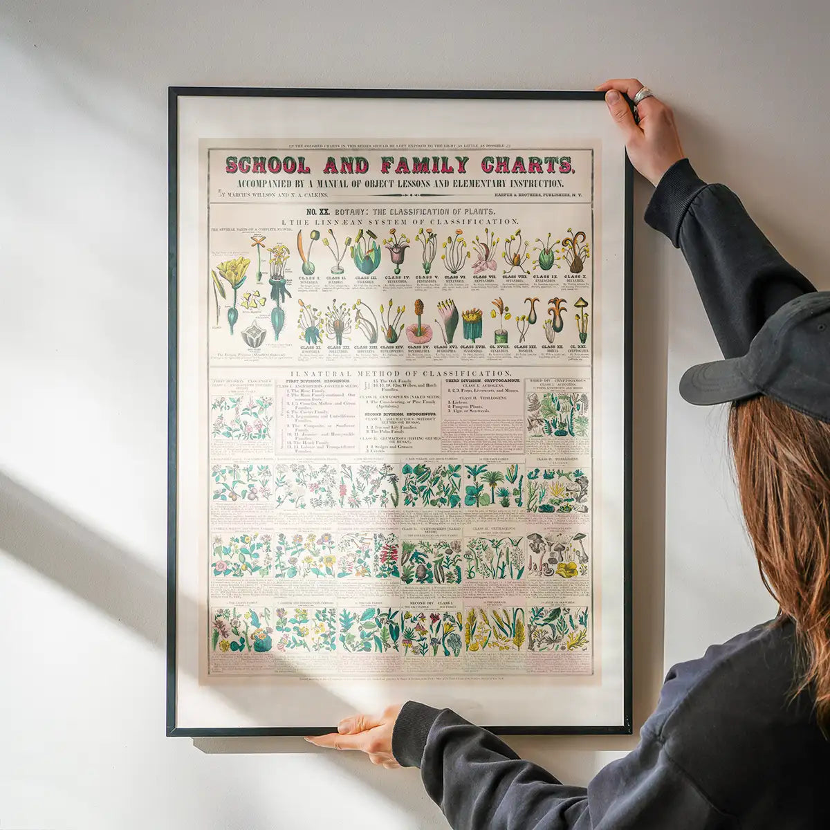 School and Family Charts - Classification of Plants Botanical Chart