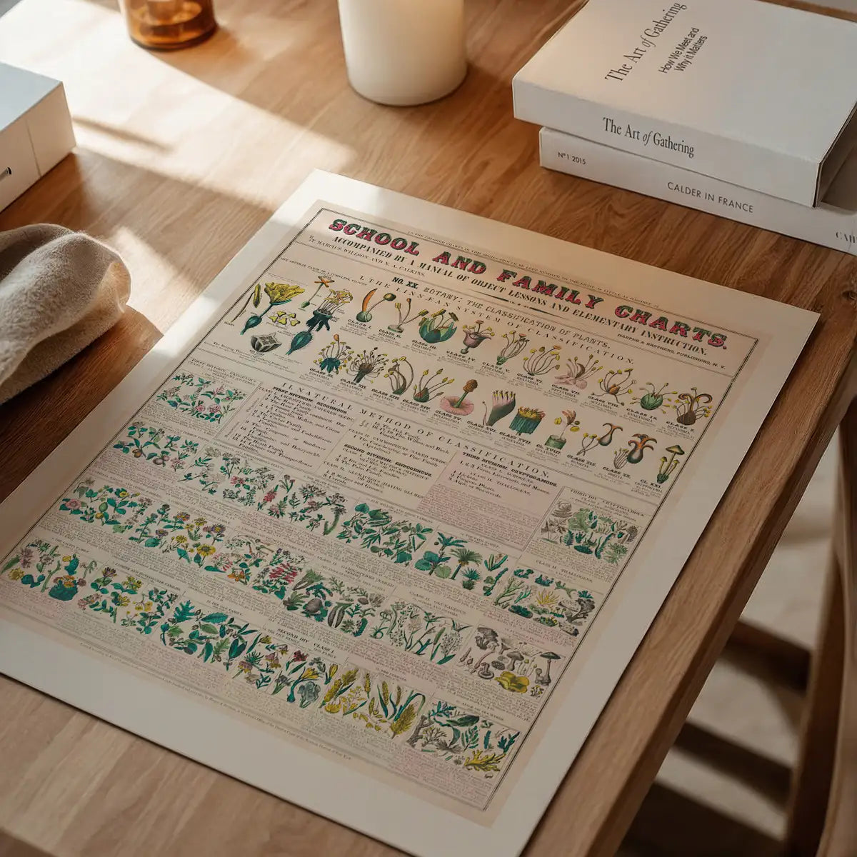 School and Family Charts - Classification of Plants Botanical Chart