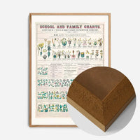 School and Family Charts - Classification of Plants Botanical Chart