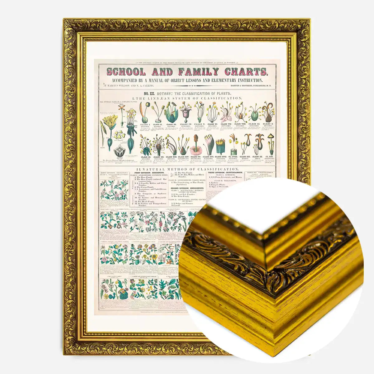 School and Family Charts - Classification of Plants Botanical Chart