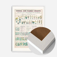 School and Family Charts - Classification of Plants Botanical Chart