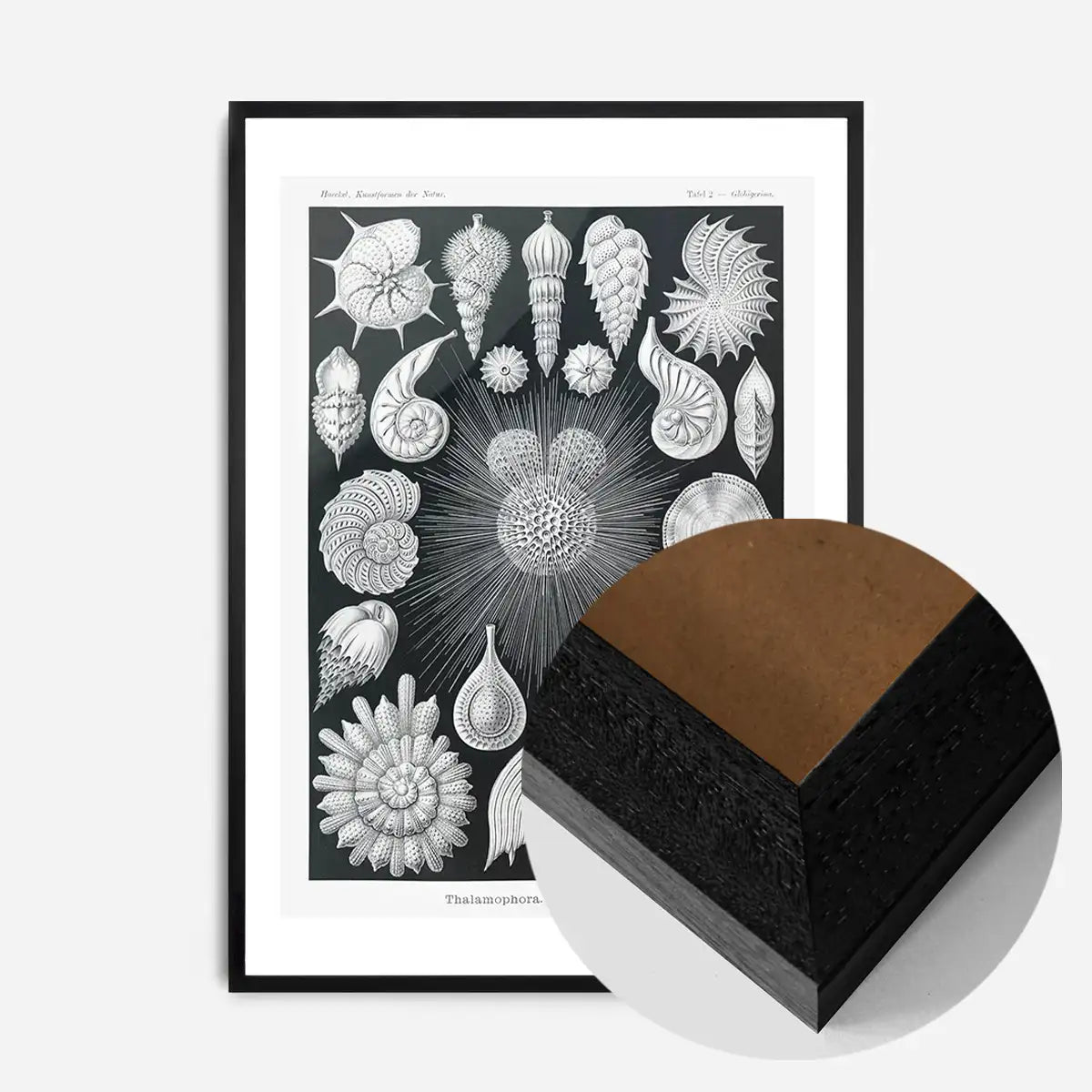 Thalamophora–Kammerlinge Microorganisms Illustration Print