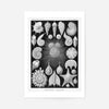 Thalamophora–Kammerlinge Microorganisms Illustration Print