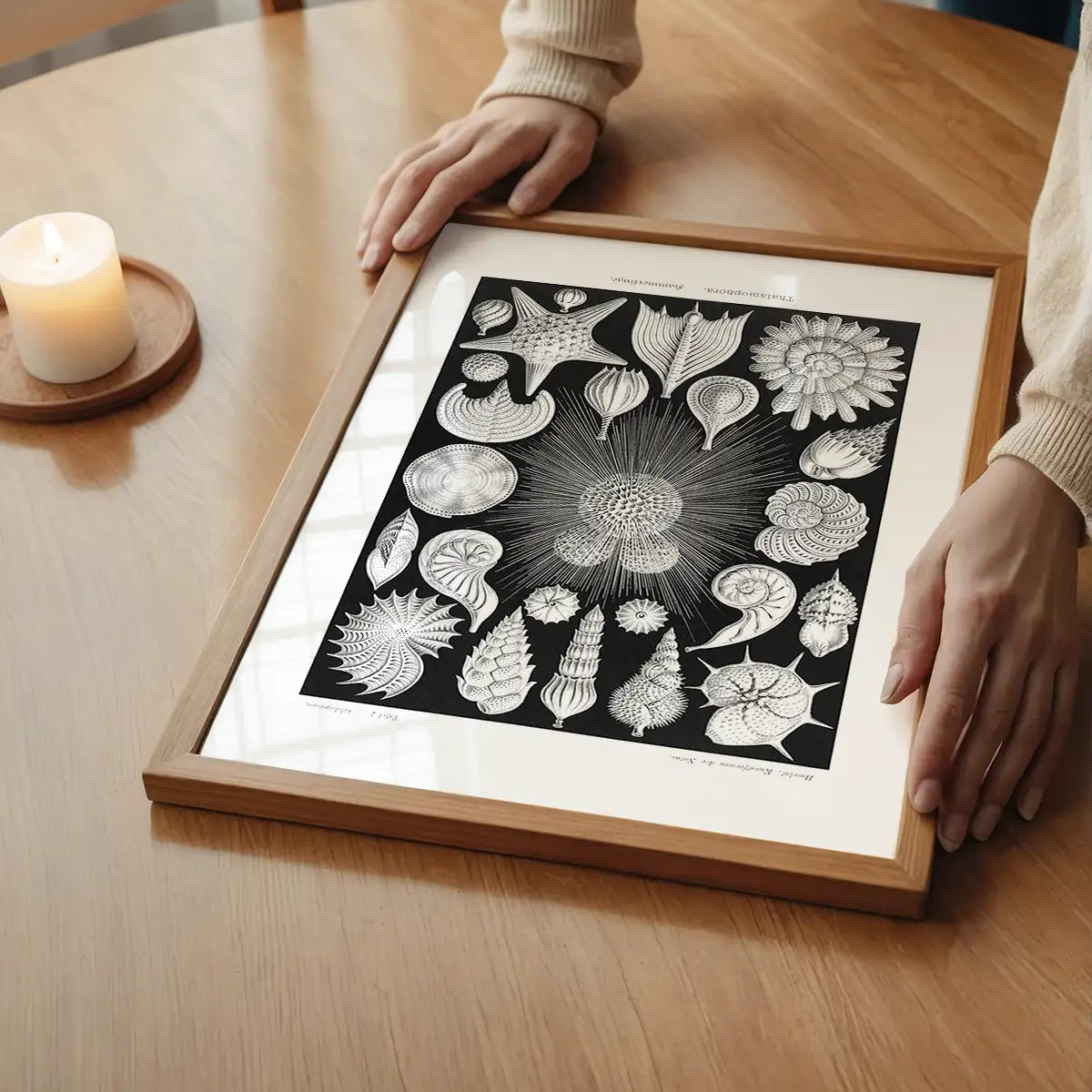 Thalamophora–Kammerlinge Microorganisms Illustration Print