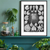Thalamophora–Kammerlinge Microorganisms Illustration Print