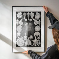 Thalamophora–Kammerlinge Microorganisms Illustration Print