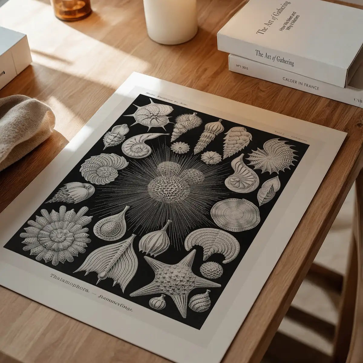 Thalamophora–Kammerlinge Microorganisms Illustration Print