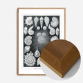 Oak Wood Frame