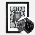 Black Ornate Frame