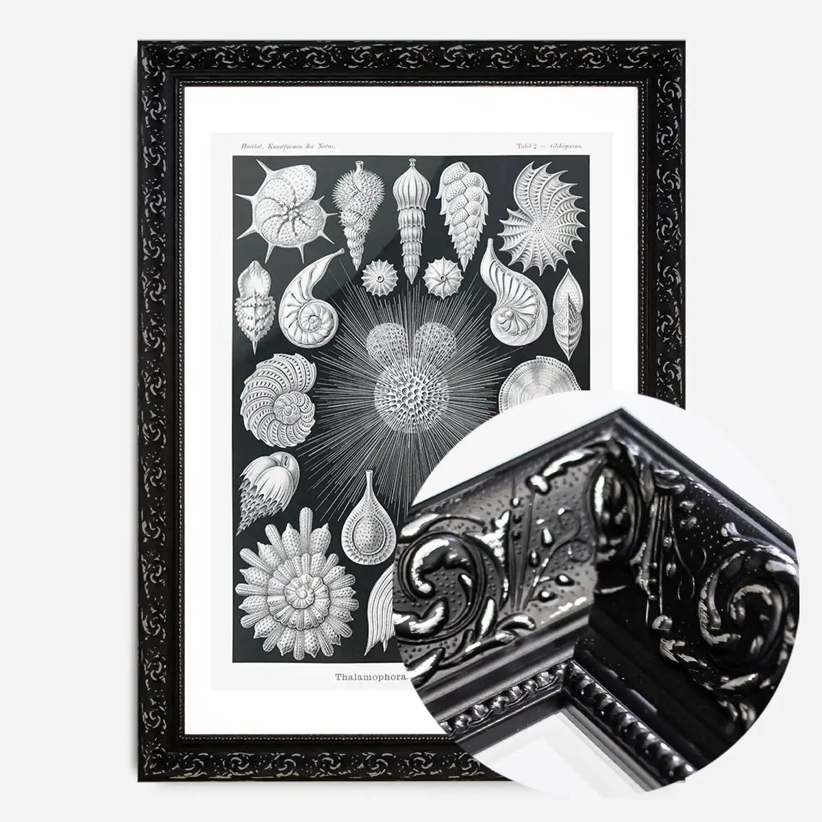 Thalamophora–Kammerlinge Microorganisms Illustration Print