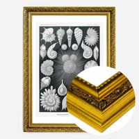 Thalamophora–Kammerlinge Microorganisms Illustration Print
