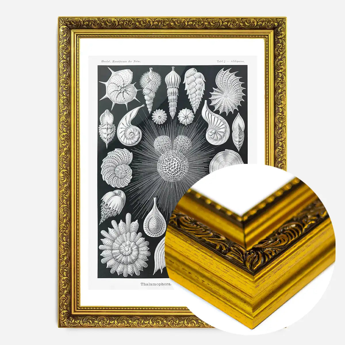 Thalamophora–Kammerlinge Microorganisms Illustration Print