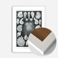 White Wood Frame