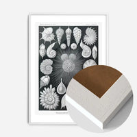 Thalamophora–Kammerlinge Microorganisms Illustration Print