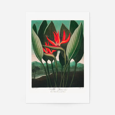 The Queen Plant by Robert John Thornton Print