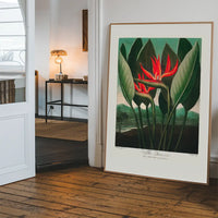 The Queen Plant by Robert John Thornton Print
